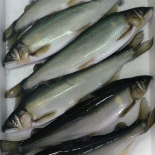 100%琵琶湖産】追い気満点！灼熱の安曇川はアユの追星で煌めいた