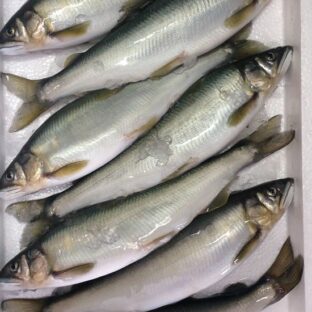 業務用【特大】近江鮎（冷凍鮎）1kg7尾入/1尾約23cm約140g　1ケース（10kg）