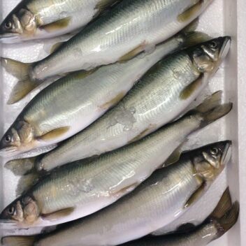 業務用【特大】近江鮎（冷凍鮎）1kg7尾入/1尾約23cm約140g　1ケース（10kg）