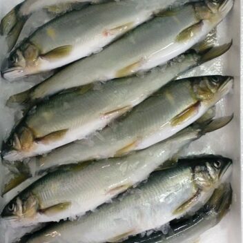 業務用【大鮎】近江鮎（冷凍）1kg（8尾入/1尾約22.5cm約120g）1ケース