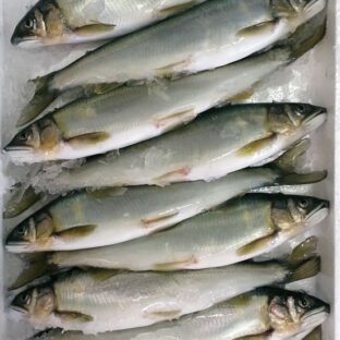 【大鮎】琵琶湖産冷凍鮎　1kg（9尾入/1尾約22cm約110g）1ケース