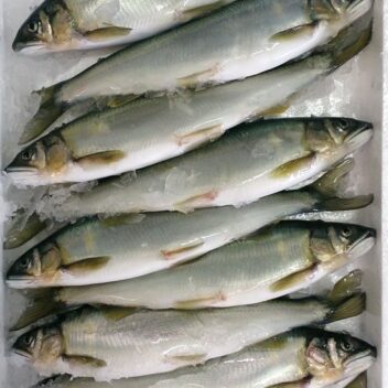 【大鮎】琵琶湖産冷凍鮎　1kg（9尾入/1尾約22cm約110g）1ケース