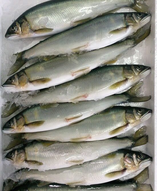 琵琶湖産　天然小鮎干し　開き　小鮎ジャーキー　100g入り　栄養満点です 琵琶湖産 天然小鮎干し 開き 小鮎ジャーキー 100g入り 栄養満点