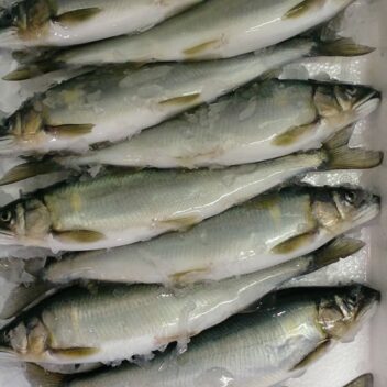 【大鮎】琵琶湖産冷凍鮎　1kg（10尾入/1尾約21cm約100g）1ケース