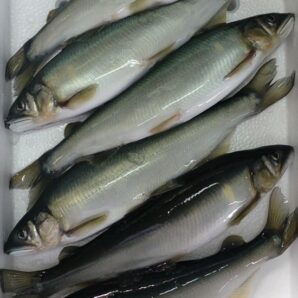 【特大鮎】琵琶湖産冷凍鮎　1kg（6尾入/1尾約23.5cm約160g）半ケース